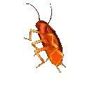 34027cockroachrainbows