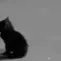 sadKitty2