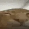 catexplode
