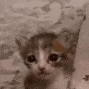 cat_crying