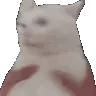 gato_shake