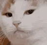 CatWhat