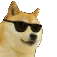 cooldoge
