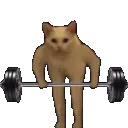 catgym