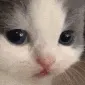 catConcerned