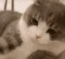 patpat