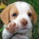 Perro