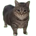 Cattune Cattune