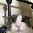 sogbwaa