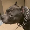 dogstare dogstare