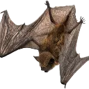 livebatreaction