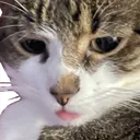 debrisblep