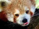 RedPanda35