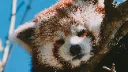 RedPanda38