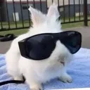 coolrabbit