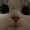 CatCute