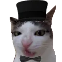 CatPosh