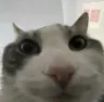cat_wires