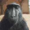 monkey_rizz