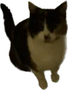 bolli