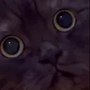 catStare