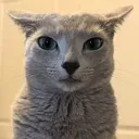 catjudgement