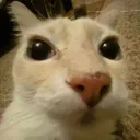 MEOWWWWWWWWWWWWWWWWWWWWWWWWWWW
