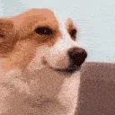 smugfuji
