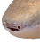 Fishhuh Discord emoji