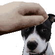 3909peanutpet