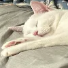 LongMochi1
