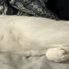LongMochi4