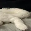 LongMochi5 LongMochi5