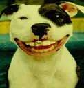 smiledogsigmaworld