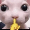 shhcat shhcat