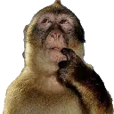 monkeponder