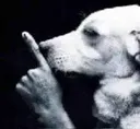 perrosilencio