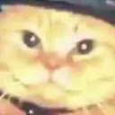 SpellCat SpellCat