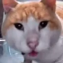 CatHuh