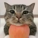 modestwithapple modestwithapple