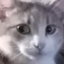 cricket_stare