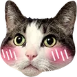 petchBaby