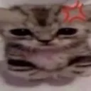 MinervaAngyKitty