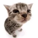 meow meow