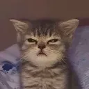 angycat
