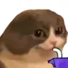 sippycat