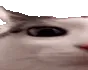 plink1