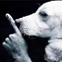 dog_shh