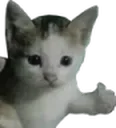 Okayge