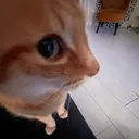 catsideeye